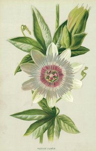 Passionsblume
