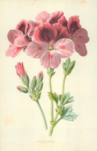 Pelargonie