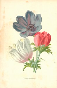 Mohn-Anemone