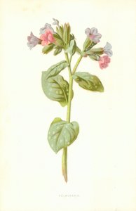 Lungenkraut von Frederick Edward Hulme