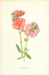 Rötliche Felsenrose