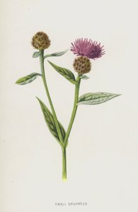 Kleine Flockenblume