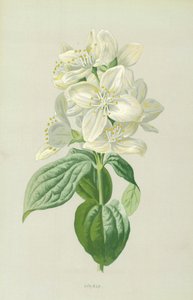 Flieder