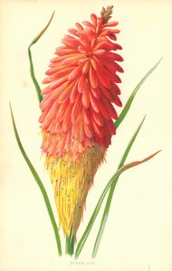 Fackellilie von Frederick Edward Hulme