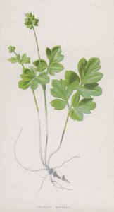 Knolliger Moschuskraut