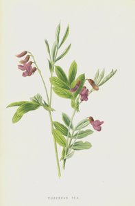 Knollige Platterbse
