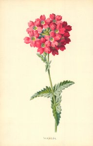 Eisenkraut