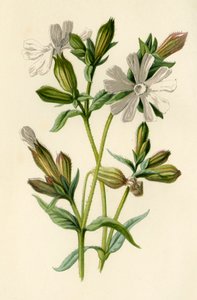 Weiße Lichtnelke, 1877