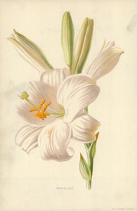 Weiße Lilie