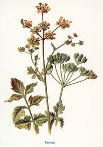 Wilde Früchte der Landschaft: Pastinake
