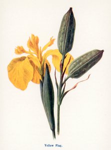 Wilde Früchte der Landschaft: Gelbe Schwertlilie von Frederick Edward Hulme