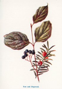 Wilde Früchte der Landschaft: Eibe und Hartriegel