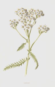 Schafgarbe von Frederick Edward Hulme