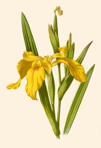 Gelbe Iris, 1877