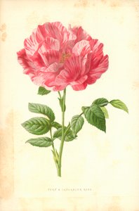 York- und Lancaster-Rose