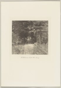 Tannenwälder in der Nähe von Leith Hill, Surrey