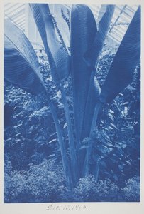 Ohne Titel, 10. Dezember von Frederick K. Coulson