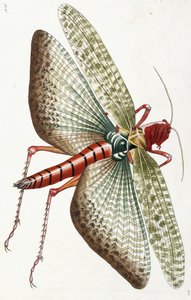 Ägyptische Heuschrecke, 1790 von Frederick Polydor Nodder