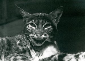 Ein Baby-Luchs leckt sich die Lippen, Londoner Zoo, Juni 1925 von Frederick William Bond