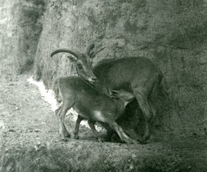 Ein Berberschaf, das ihr Lamm auf den Mappin-Terrassen füttert, Londoner Zoo, August 1927 von Frederick William Bond