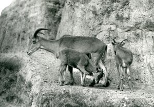 Ein Berberschaf/Aoudad/Waddan/Arui/Arruis steht mit ihren zwei Jungen auf den Mappin Terraces, Londoner Zoo, August 1927 (s/w Foto) von Frederick William Bond