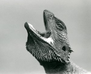 Ein Bartagame schaut nach oben und gähnt, London Zoo, August 1928