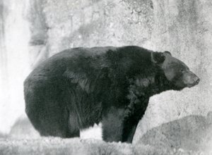 Ein Schwarzbär steht in seinem Gehege auf den Mappin Terrassen im London Zoo, 1924 von Frederick William Bond