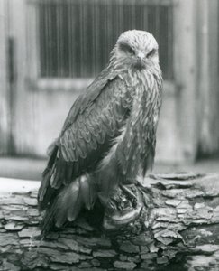 Ein Schwarzmilan ruht auf einem Baumstamm, London Zoo, August 1926 von Frederick William Bond