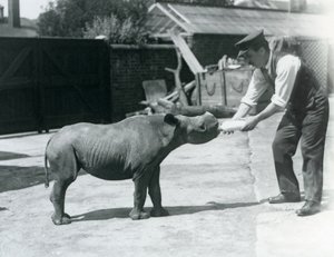 Ein Schwarzes Nashornkalb wird von seinem Pfleger mit der Flasche gefüttert, London Zoo, September 1928 von Frederick William Bond