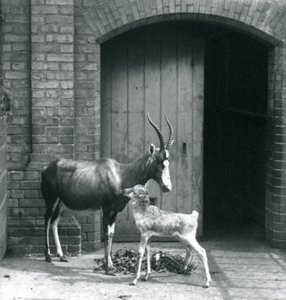 Ein Blesbok-Kalb mit seiner Mutter im Londoner Zoo, Juni 1914 von Frederick William Bond