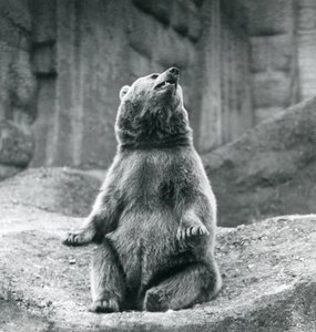 Ein Braunbär sitzt auf einem felsigen Vorsprung im Londoner Zoo im September 1927 von Frederick William Bond