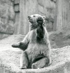 Ein Braunbär sitzt auf einem Felsvorsprung und winkt mit einer seiner Vorderpfoten, Londoner Zoo, September 1927 von Frederick William Bond