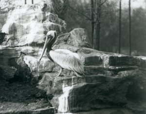 Ein Braunpelikan, der auf Felsen im Londoner Zoo im Juni 1927 steht