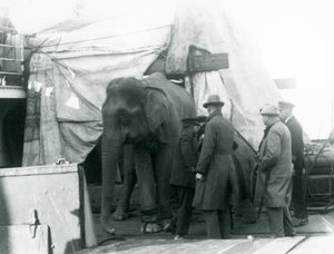 Ein burmesischer Elefant, der teilweise unter einer Plane auf dem Deck geschützt ist, mit einem Trainer und vier anderen Männern, auf dem Weg zum Londoner Zoo 1927 von Frederick William Bond