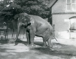 Ein burmesischer Elefant steigt aus einem Pool in seinem Gehege, London Zoo von Frederick William Bond
