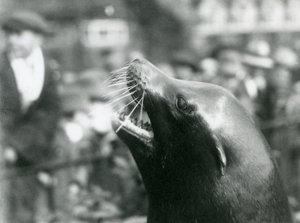 Ein Kalifornischer Seelöwe im Londoner Zoo, Oktober 1924