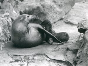 Ein kalifornischer Seelöwe säugt ihr eine Stunde altes Junges, Londoner Zoo, Juli 1925 von Frederick William Bond
