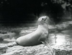 Eine Kalifornische Seelöwin, die auf einem Felsen neben ihrem Pool sitzt, Londoner Zoo, September 1925