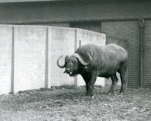 Ein Kap-Büffel-Bulle, der auf nacktem Boden steht, neben der Betonwand seines Geheges im Londoner Zoo 1928 von Frederick William Bond