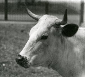 Eine Chartley-Kuh im Londoner Zoo, Juli 1924 von Frederick William Bond