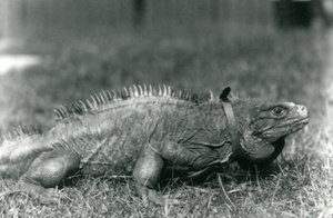 Eine Wolkenfels-Iguana, die ein Halsband trägt, geht auf einem Rasen im Londoner Zoo, Juli 1924 von Frederick William Bond
