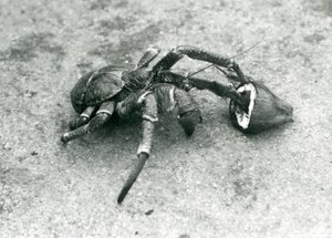 Eine Kokosnusskrabbe, oder Räuberkrabbe, frisst eine Kokosnuss, Londoner Zoo, Juli 1927 von Frederick William Bond