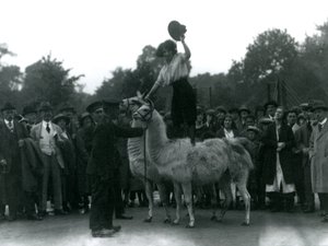 Eine Cowgirl steht rittlings auf zwei Lamas während eines Besuchs im Londoner Zoo 1924 von Frederick William Bond