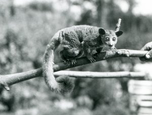 Ein Galago läuft entlang eines Astes, der von einem Pfleger gehalten wird, London Zoo von Frederick William Bond
