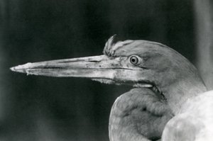 Ein Goliathreiher im Londoner Zoo im Jahr 1924