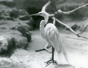 Ein Großer Silberreiher oder Großer Weißer Reiher im Brutkleid, stehend auf dem Boden seines Geheges im London Zoo, Juni 1928