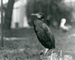 Ein Kormoran im Londoner Zoo, September 1927