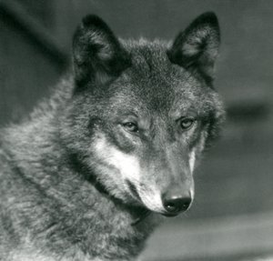 Ein Grauwolf im Londoner Zoo, 1925 von Frederick William Bond