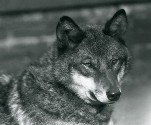 Ein Grauwolf im Londoner Zoo, 1925 von Frederick William Bond