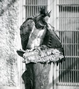 Ein Harpyienadler im Londoner Zoo, April 1914 von Frederick William Bond
